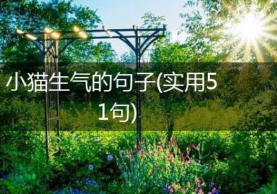 小猫生气的句子(实用51句)