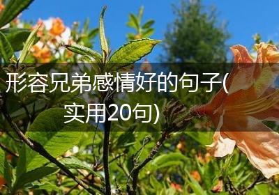 形容兄弟感情好的句子(实用20句)