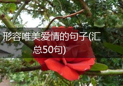 形容唯美爱情的句子(汇总50句)