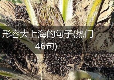 形容大上海的句子(热门46句)