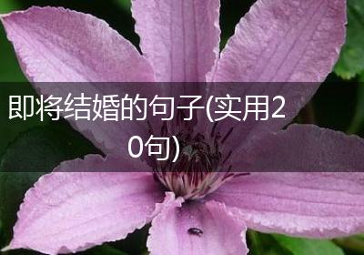 即将结婚的句子(实用20句)