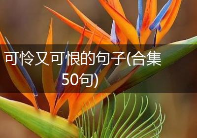 可怜又可恨的句子(合集50句)