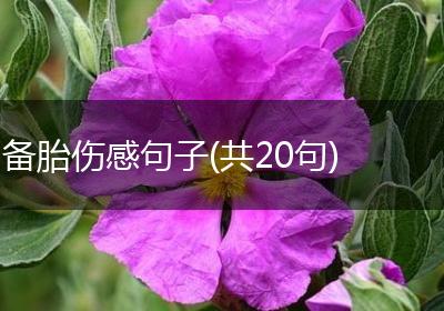 备胎伤感句子(共20句)