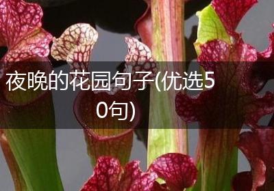 夜晚的花园句子(优选50句)