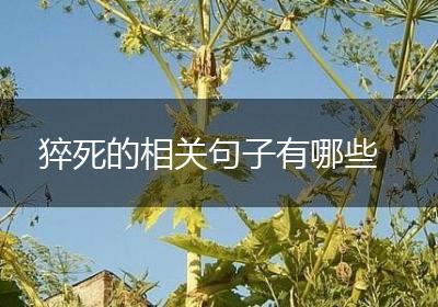 猝死的相关句子有哪些