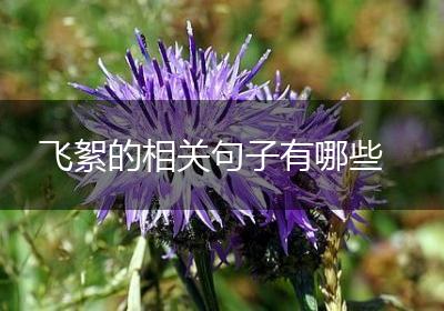 飞絮的相关句子有哪些