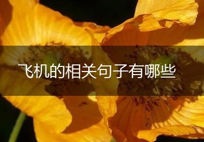 飞机的相关句子有哪些
