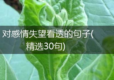 对感情失望看透的句子(精选30句)