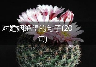 对婚姻绝望的句子(20句)