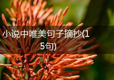 小说中唯美句子摘抄(15句)