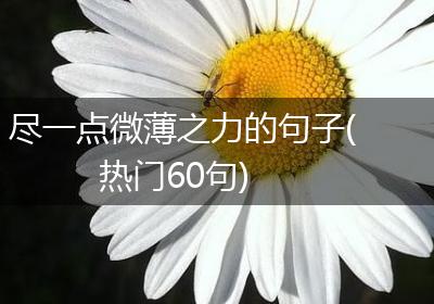 尽一点微薄之力的句子(热门60句)