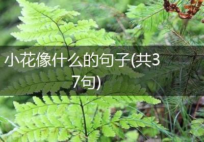 小花像什么的句子(共37句)