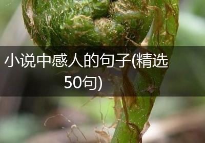 小说中感人的句子(精选50句)