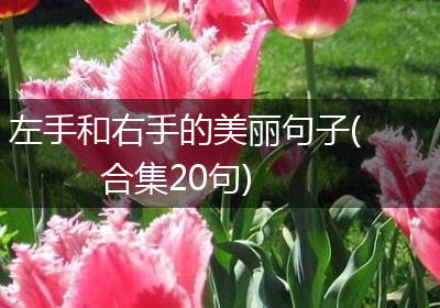 左手和右手的美丽句子(合集20句)