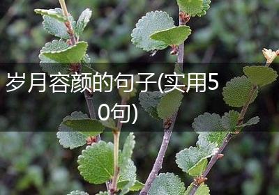 岁月容颜的句子(实用50句)