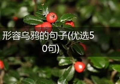 形容乌鸦的句子(优选50句)