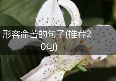 形容命苦的句子(推荐20句)