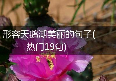 形容天鹅湖美丽的句子(热门19句)