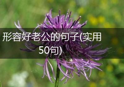 形容好老公的句子(实用50句)
