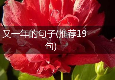 又一年的句子(推荐19句)