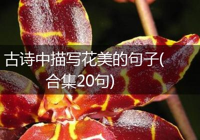 古诗中描写花美的句子(合集20句)