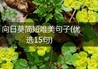 向日葵简短唯美句子(优选15句)