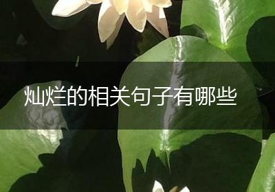 灿烂的相关句子有哪些