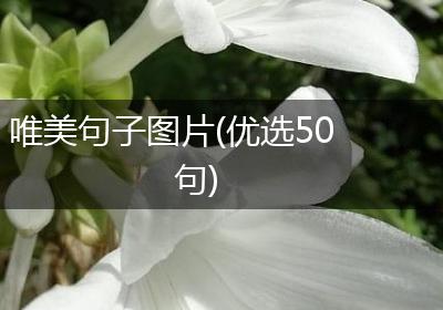 唯美句子图片(优选50句)