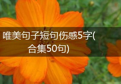 唯美句子短句伤感5字(合集50句)