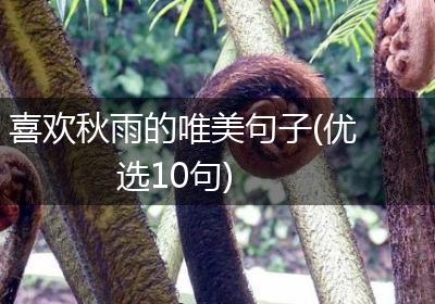 喜欢秋雨的唯美句子(优选10句)