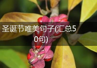 圣诞节唯美句子(汇总50句)