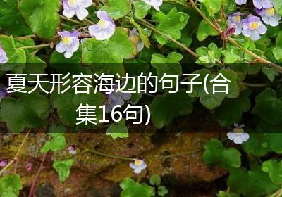 夏天形容海边的句子(合集16句)