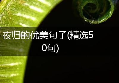 夜归的优美句子(精选50句)