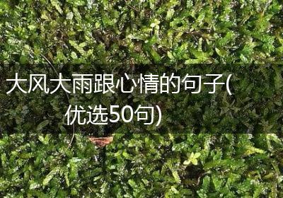 大风大雨跟心情的句子(优选50句)
