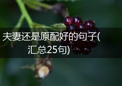 夫妻还是原配好的句子(汇总25句)
