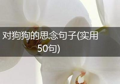 对狗狗的思念句子(实用50句)