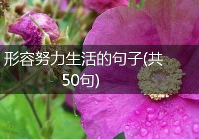 形容努力生活的句子(共50句)