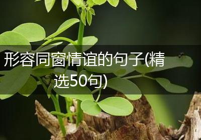 形容同窗情谊的句子(精选50句)