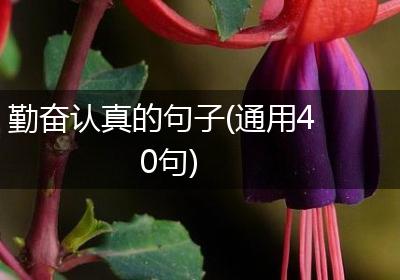 勤奋认真的句子(通用40句)
