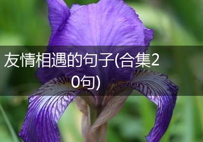 友情相遇的句子(合集20句)