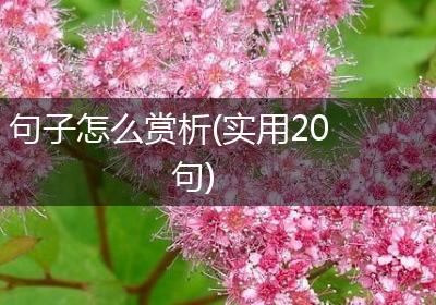 句子怎么赏析(实用20句)
