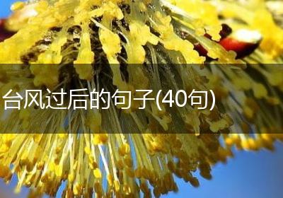 台风过后的句子(40句)