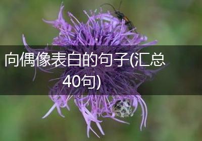 向偶像表白的句子(汇总40句)