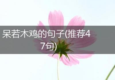 呆若木鸡的句子(推荐47句)