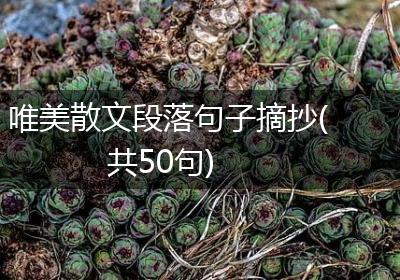 唯美散文段落句子摘抄(共50句)
