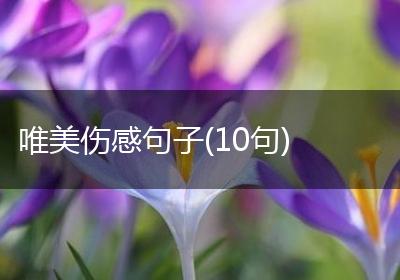 唯美伤感句子(10句)