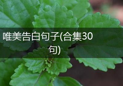 唯美告白句子(合集30句)