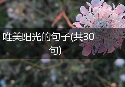 唯美阳光的句子(共30句)