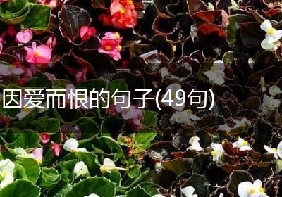 因爱而恨的句子(49句)
