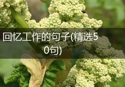 回忆工作的句子(精选50句)